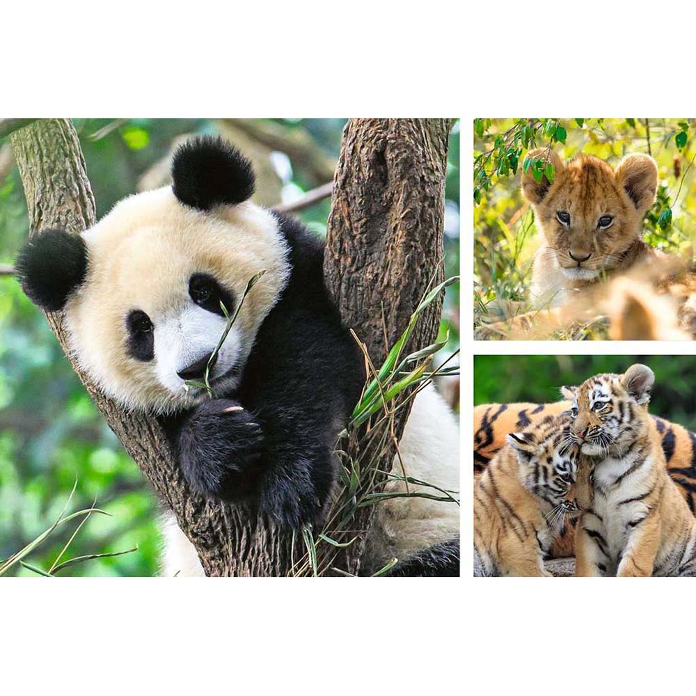 Ravensburger 5666 Rompecabezas 3 x 49 piezas para niños Panda, Tigre y León, rompecabezas